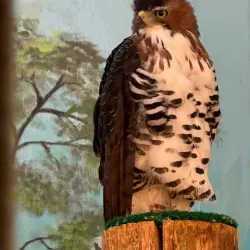 World Center for Birds of Prey - Boise