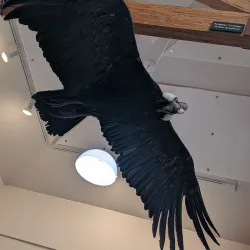 World Center for Birds of Prey - Boise