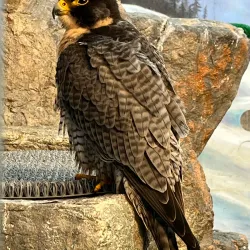 World Center for Birds of Prey - Boise