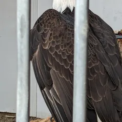 World Center for Birds of Prey - Boise