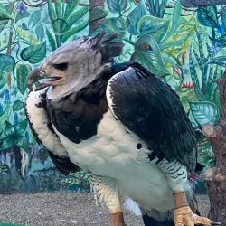 World Center for Birds of Prey - Boise