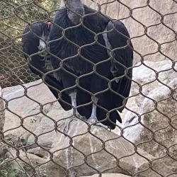 World Center for Birds of Prey - Boise