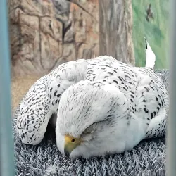 World Center for Birds of Prey - Boise