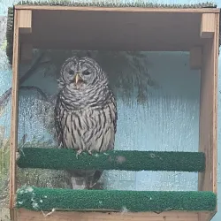 World Center for Birds of Prey - Boise