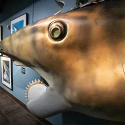 Idaho Museum of Natural History - Moscow