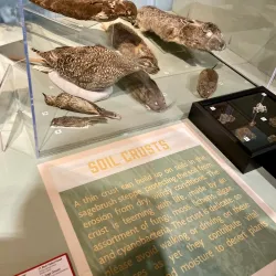 Idaho Museum of Natural History - Moscow