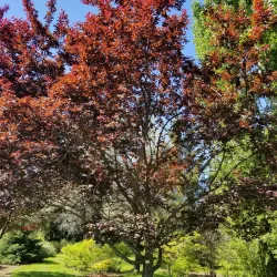 University of Idaho Arboretum and Botanical Garden - Moscow