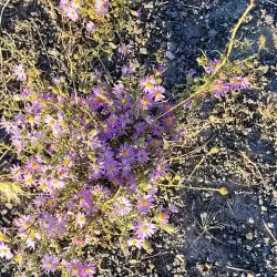 Boise National Forest - Mountain Home