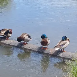 Lakeview Park - Nampa