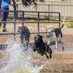 Nampa Dog Park - Nampa