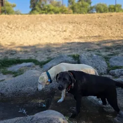 Nampa Dog Park - Nampa