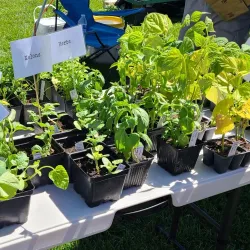 Nampa Farmers Market - Nampa