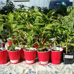 Nampa Farmers Market - Nampa