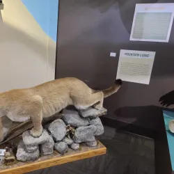 Idaho Museum of Natural History - Pocatello