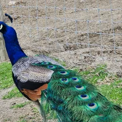 Pocatello Zoo - Pocatello