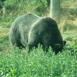 Pocatello Zoo - Pocatello