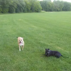 Addison Commons Park - Addison