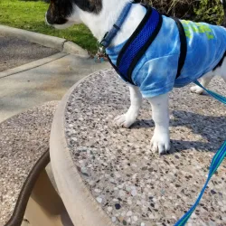 Lions Park - Addison