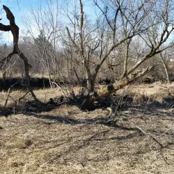 Salt Creek Park - Addison