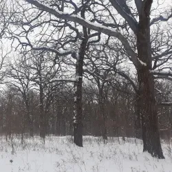 Salt Creek Park - Addison