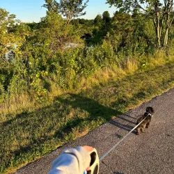 Algonquin Lakes Park - Algonquin