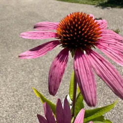 Algonquin Lakes Park - Algonquin