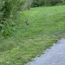 Algonquin Lakes Park - Algonquin