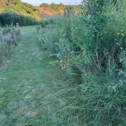 Algonquin Lakes Park - Algonquin
