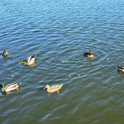 Algonquin Riverwalk Park - Algonquin