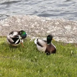Algonquin Riverwalk Park - Algonquin