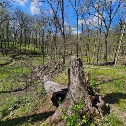 Deer Grove Forest Preserve - Algonquin