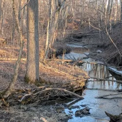 Deer Grove Forest Preserve - Algonquin
