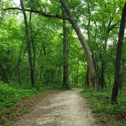 Deer Grove Forest Preserve - Algonquin