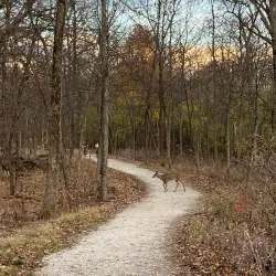 Deer Grove Forest Preserve - Algonquin