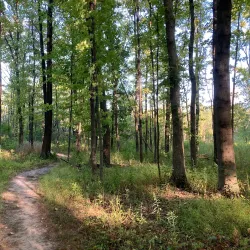 Deer Grove Forest Preserve - Algonquin