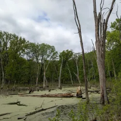 Deer Grove Forest Preserve - Algonquin
