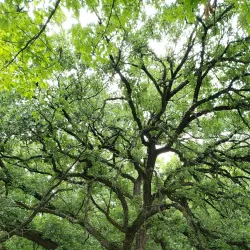 Ratt Creek Forest Preserve - Algonquin