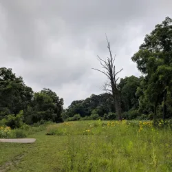 Ratt Creek Forest Preserve - Algonquin