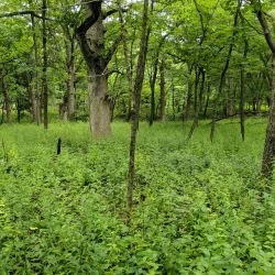 Ratt Creek Forest Preserve - Algonquin