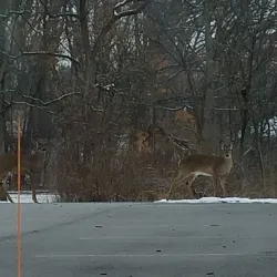 Ratt Creek Forest Preserve - Algonquin