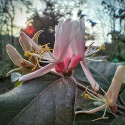Piasa Bird Mural and Legend - Alton