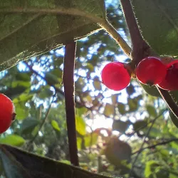 Piasa Bird Mural and Legend - Alton