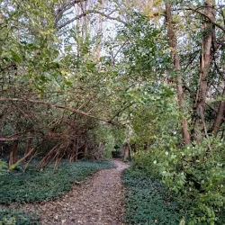 Piasa Bird Mural and Legend - Alton