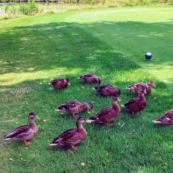 Arlington Lakes Golf Club - Arlington Heights