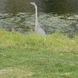 Arlington Lakes Golf Club - Arlington Heights