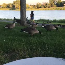 Lake Arlington - Arlington Heights