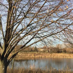 Lake Arlington - Arlington Heights