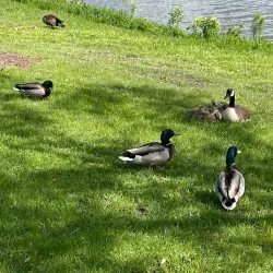 Lake Arlington - Arlington Heights