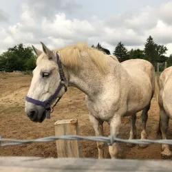 Wagner Farm - Arlington Heights
