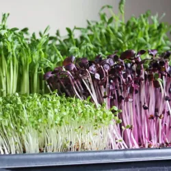 Athens Farmers Market - Athens